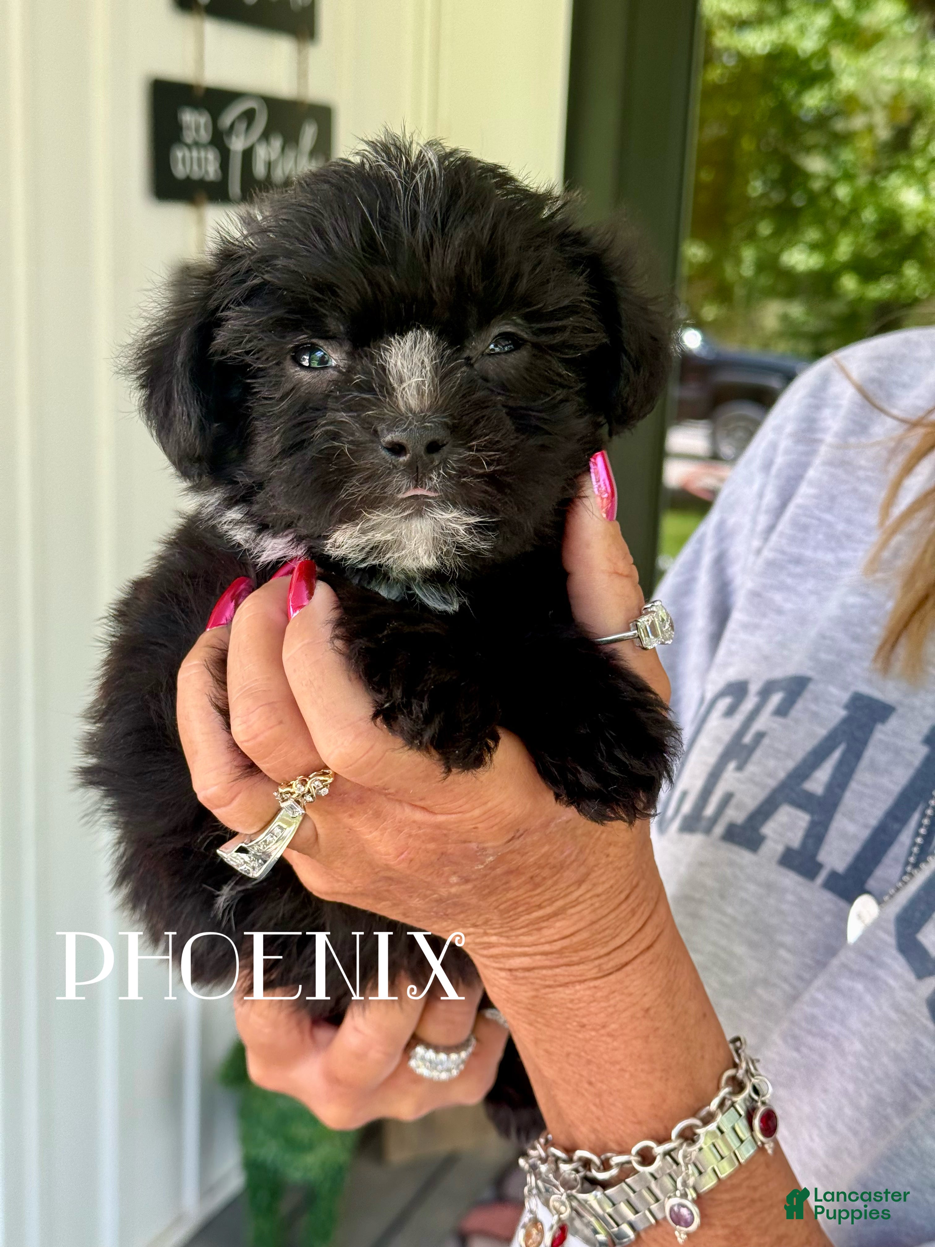 Mixed Breed dogs Phoenix - Ad 28