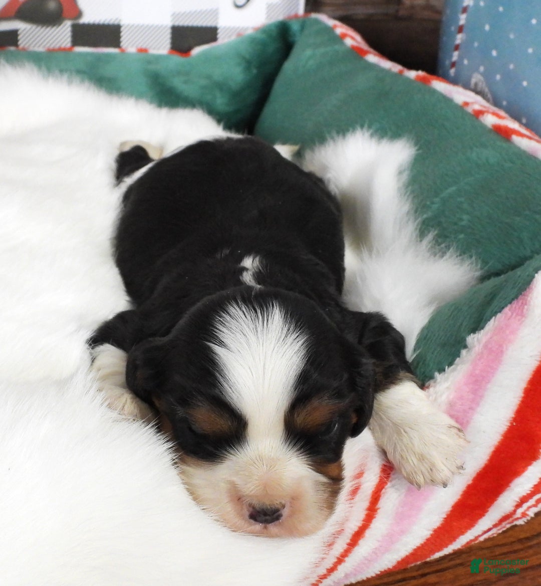Cavalier King Charles Spaniel dogs for sale: #3 Male (Tiny's) - Ad 3