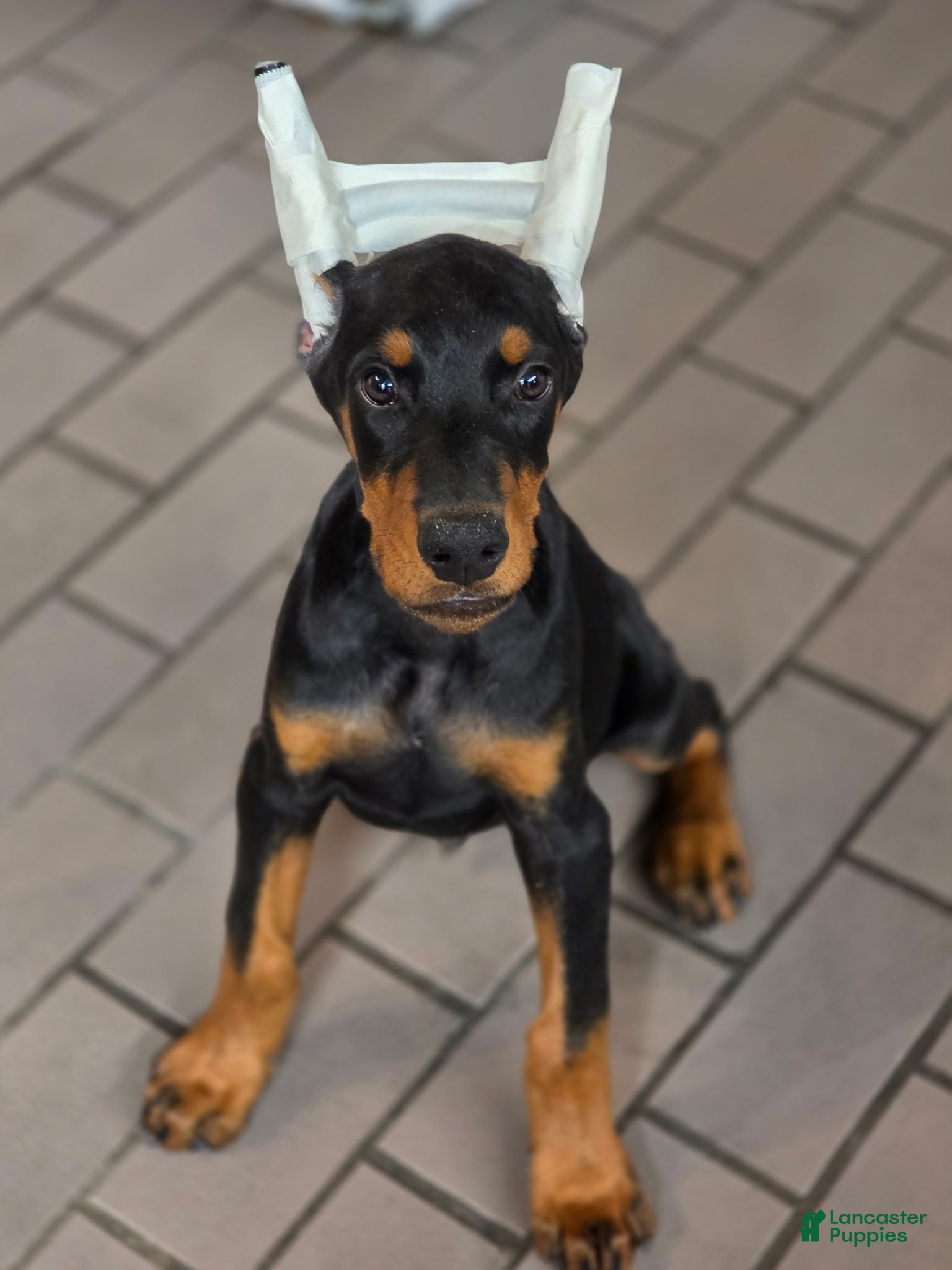 Doberman Pinscher dogs Leopold - Ad 2