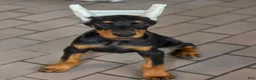 Doberman Pinscher dogs for sale: Leopold - Ad 2