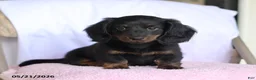 Miniature Dachshund dogs for sale: Cade - Ad 4