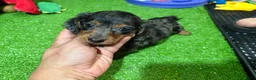 Miniature Dachshund dogs for sale: Milo - Ad 1