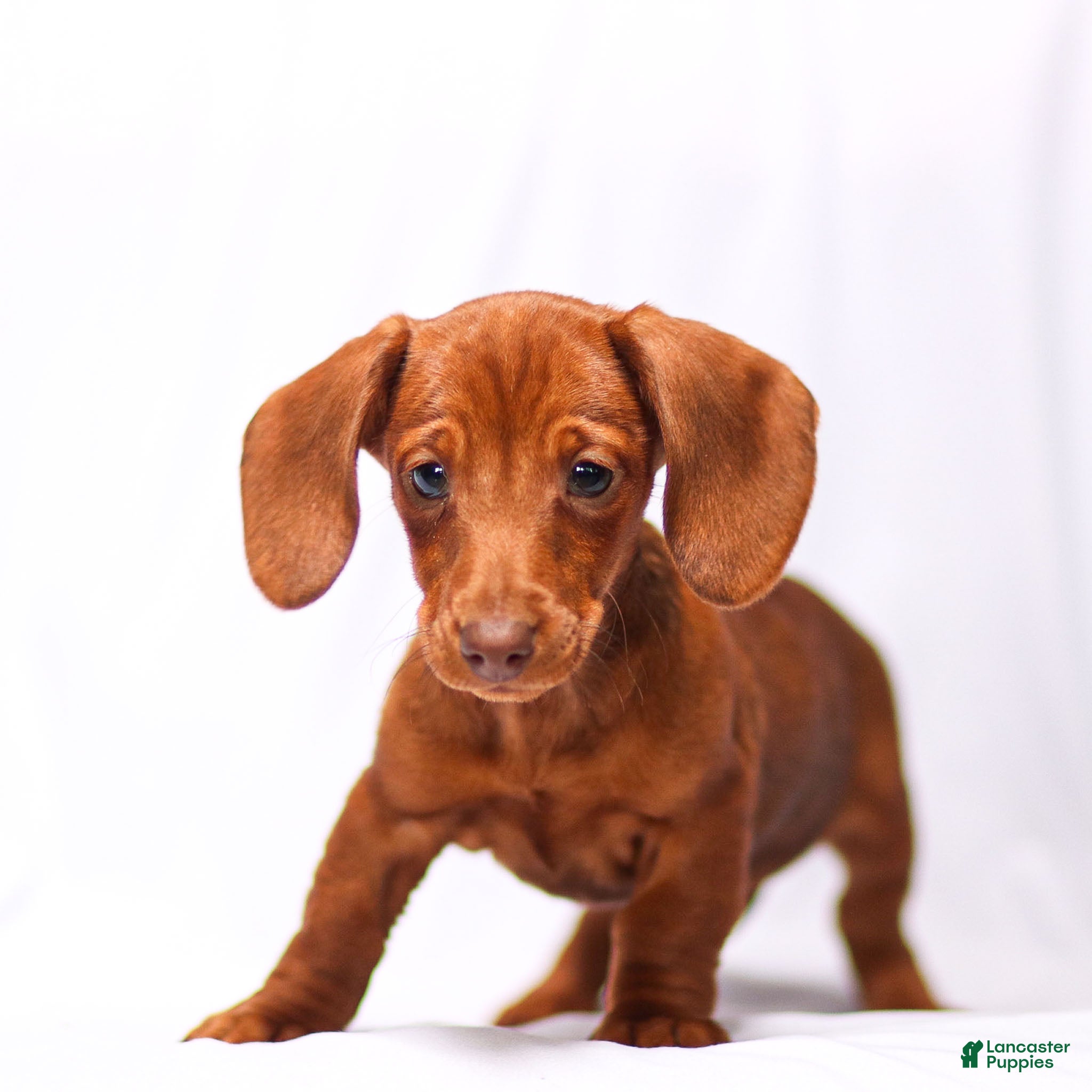 Miniature Dachshund dogs Olivia - Ad 2