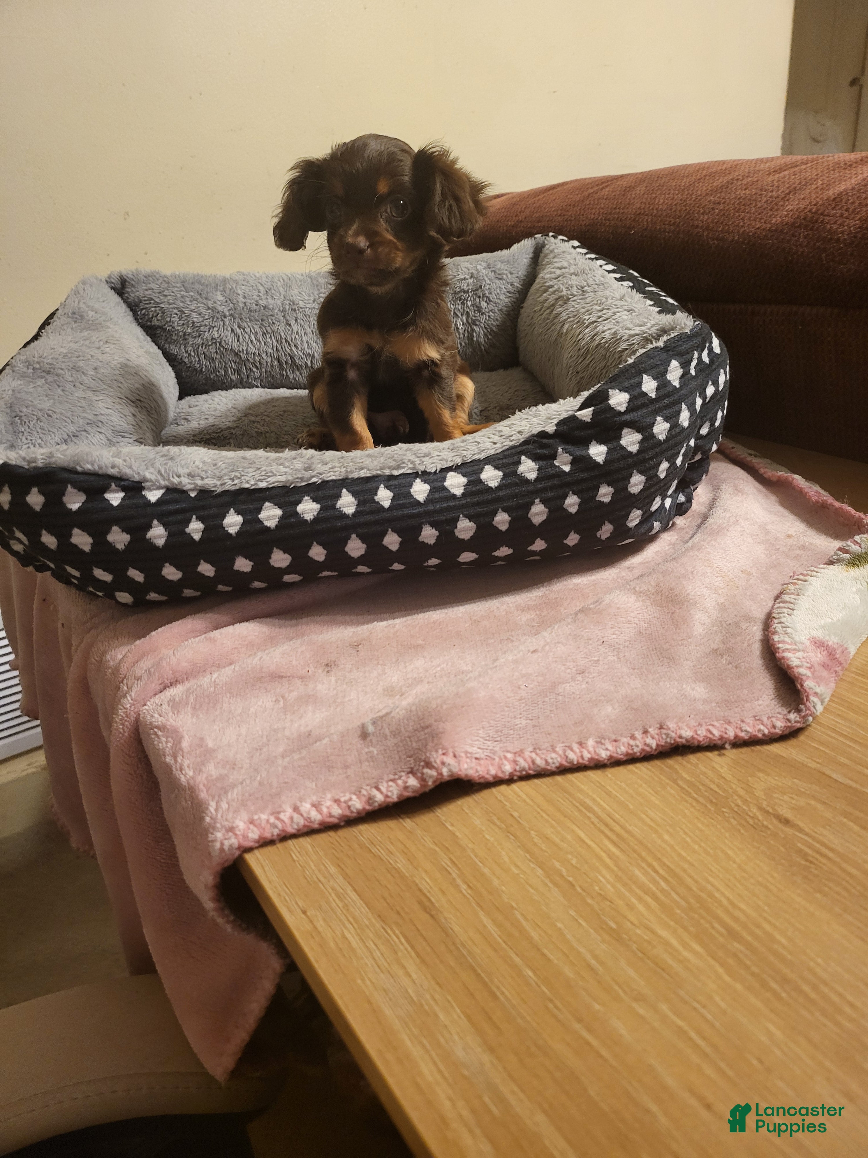 Chiweenie dogs Chiweenie 1 - Ad 42