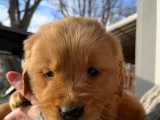 Golden Retriever dogs for sale: Golden Retriever Puppy 4 - Ad 4