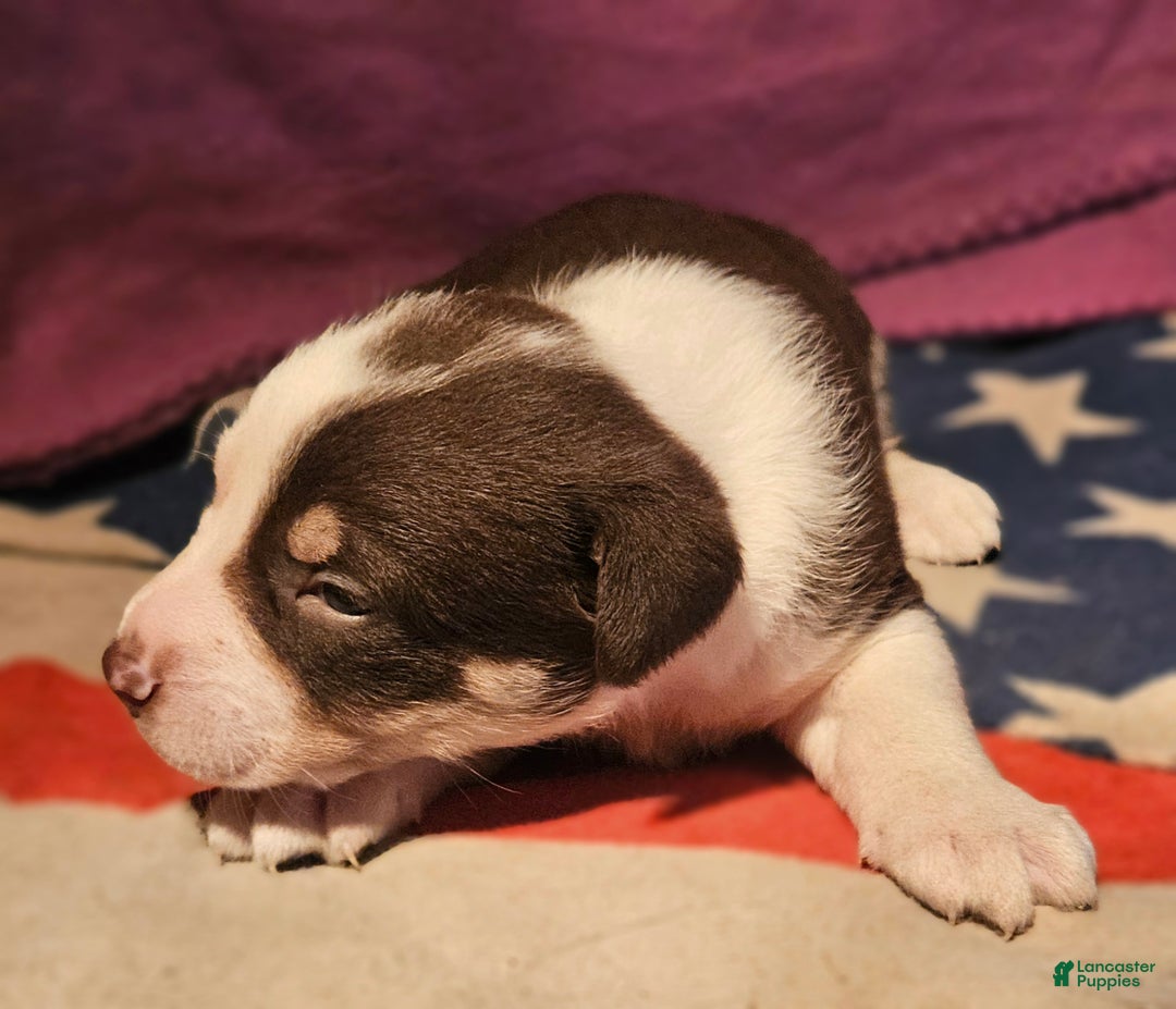 Border Collie dogs for sale: CeeCee - Ad 15
