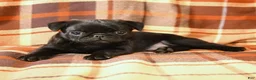 Pug dogs for sale: Buster - Ad 5