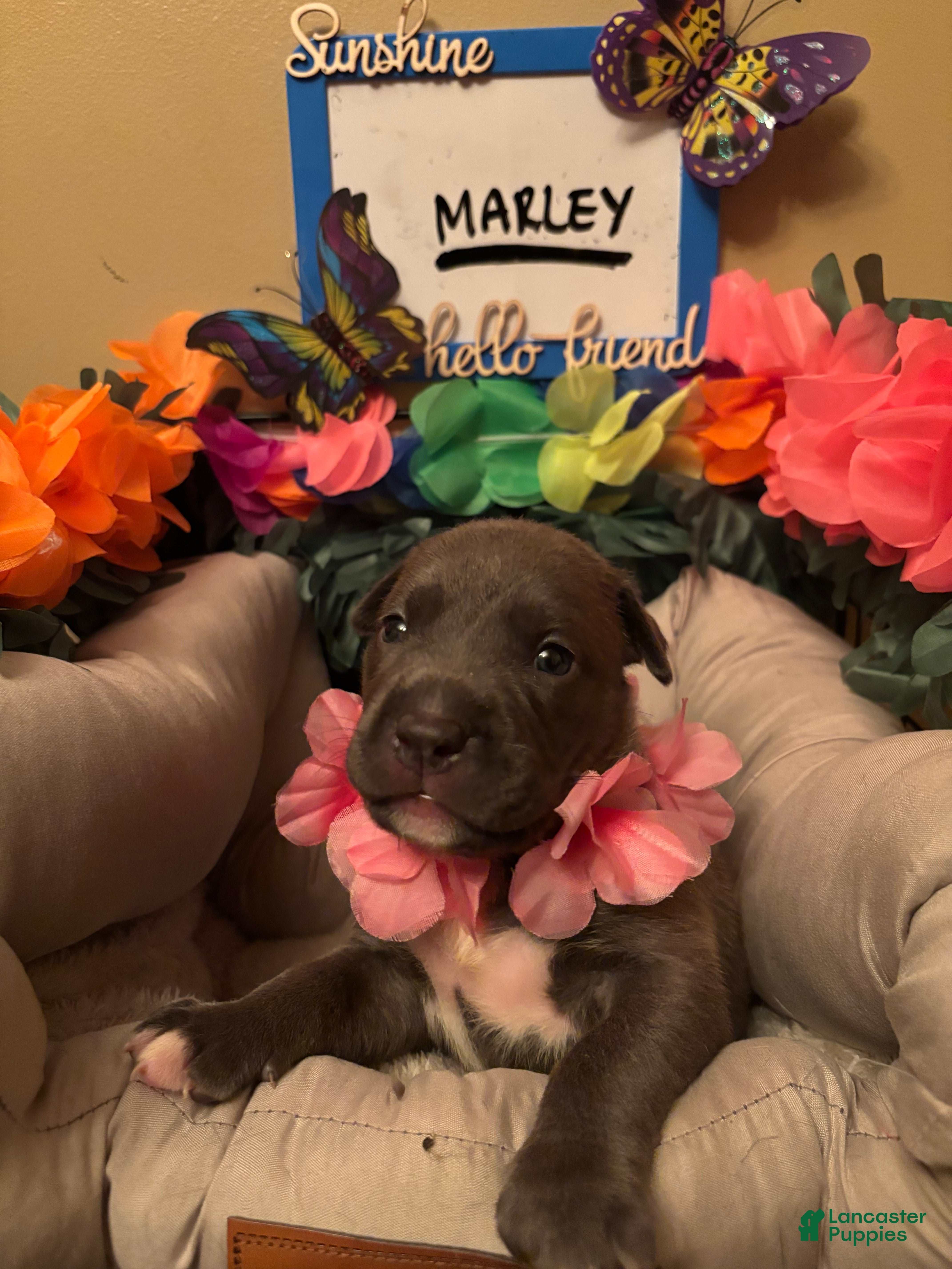 Mixed Breed dogs Mixed Breed 1 - Ad 18