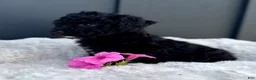Mini Goldendoodle dogs for sale: SPENCER - Ad 4