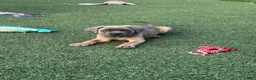 Cane Corso dogs for sale: Hemmy - Ad 8
