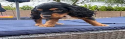 Cocker Spaniel dogs for sale: Cocker Spaniel 1 - Ad 14
