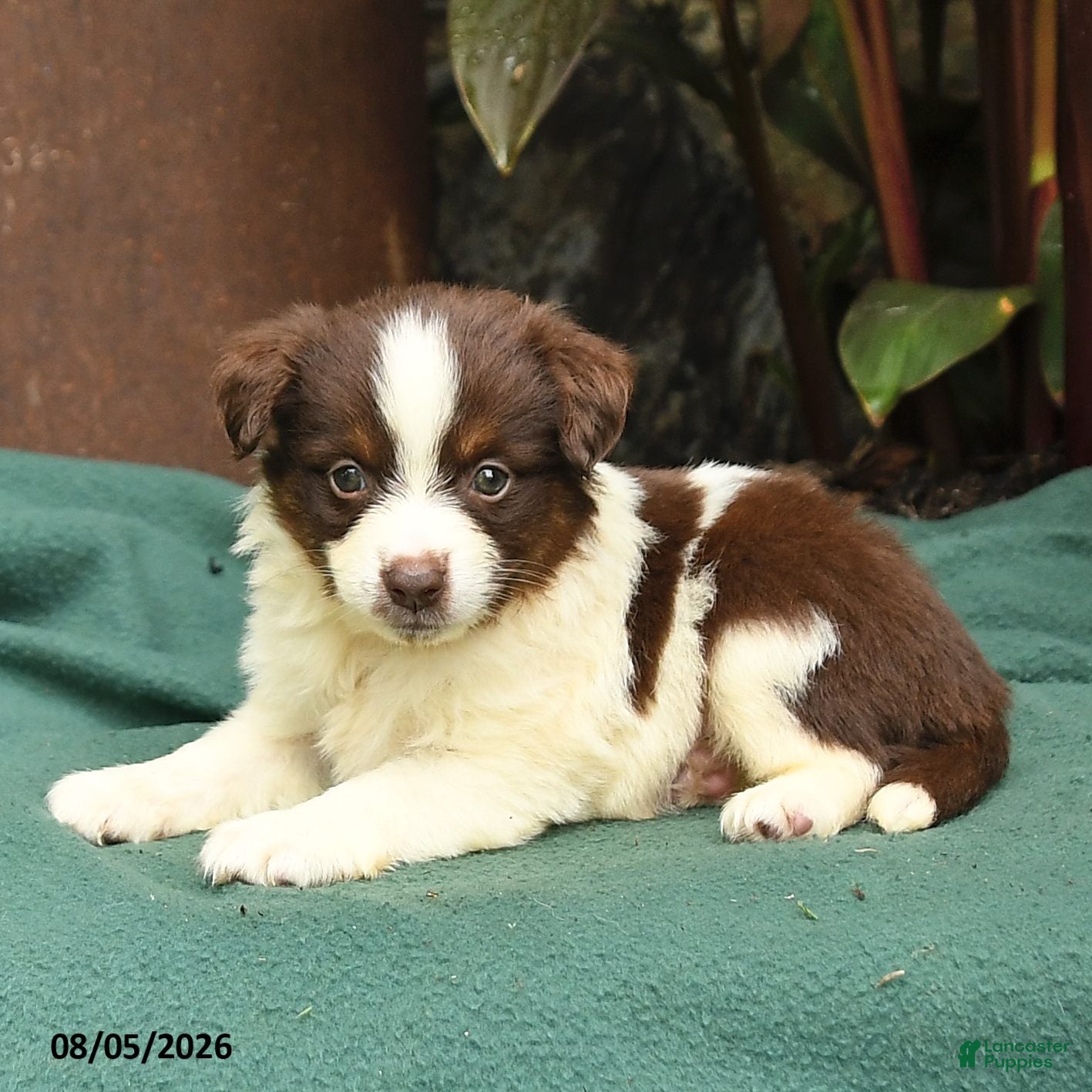 Miniature Australian Shepherd dogs Sabrina - Ad 2