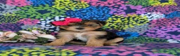 Shorkie dogs for sale: Midge Hypoallergenic - Ad 3