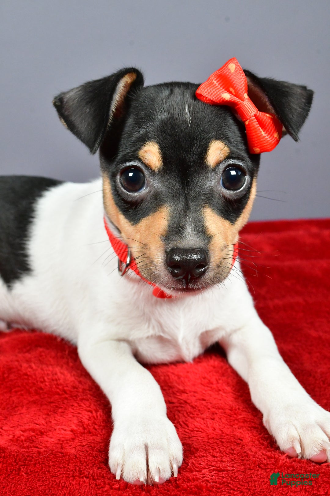 Toy Fox Terrier dogs for sale: Lucky - Ad 2