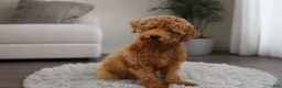 Yorkiepoo dogs for sale: Peanut - Ad 15