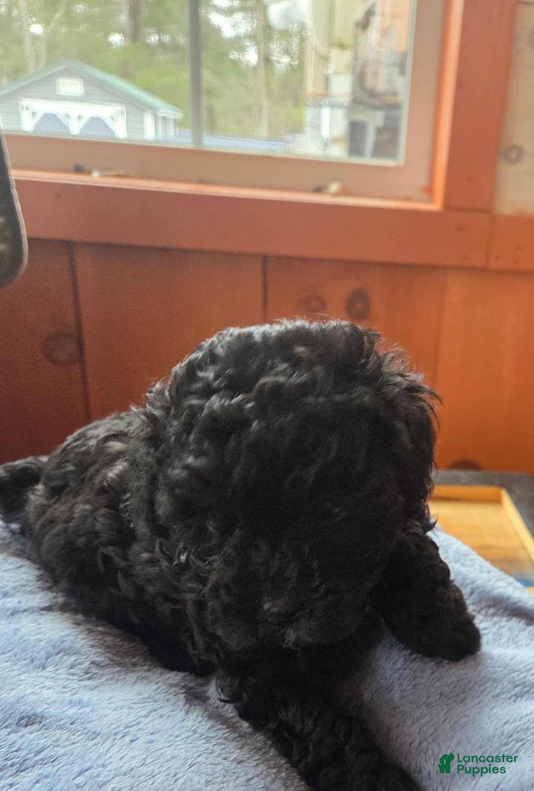 Toy Poodle dogs for sale: Toy Poodle Puppy 2 - Ad 4