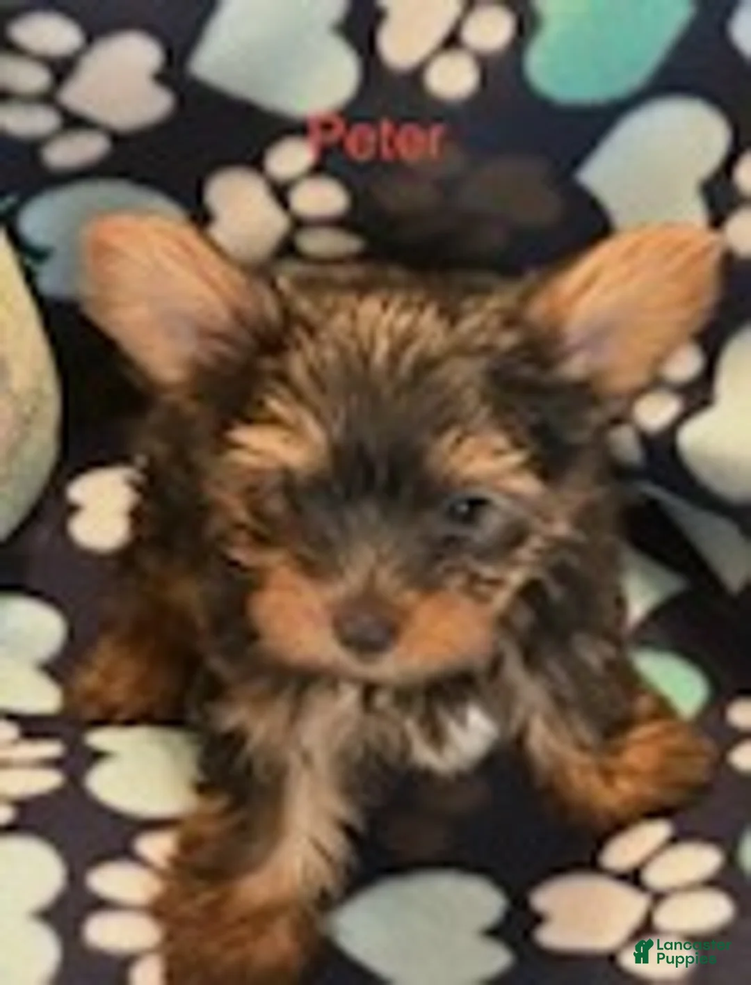 Yorkshire Terrier dogs for sale: Peter Male - Ad 2