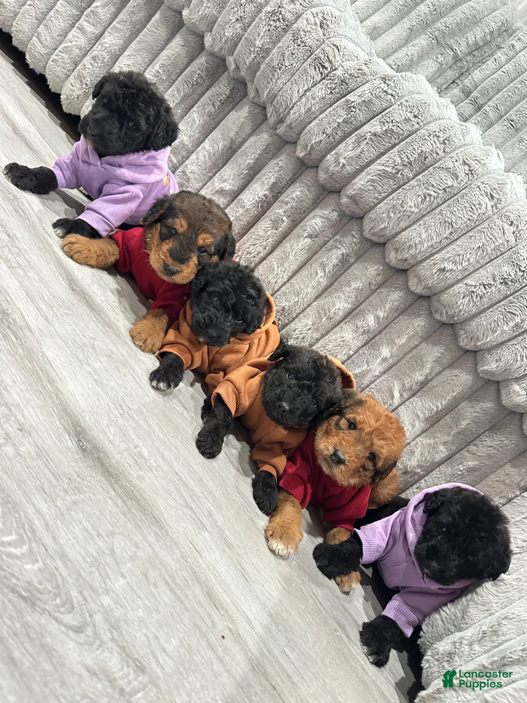 Mixed Breed dogs for sale: Airedoodle male - Ad 10