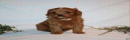 Cavapoo dogs for sale: Sue - Ad 10