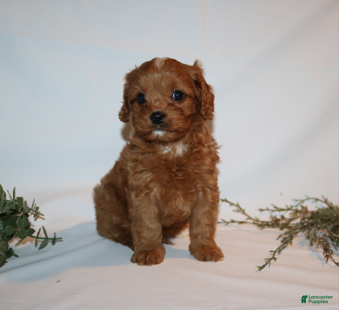 Cavapoo dogs for sale: Sue - Ad 10