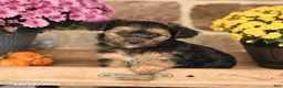 Shorkie dogs for sale: Autumn - Ad 2