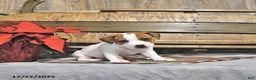 Jack Russell Terrier dogs for sale: Trudy - Ad 3