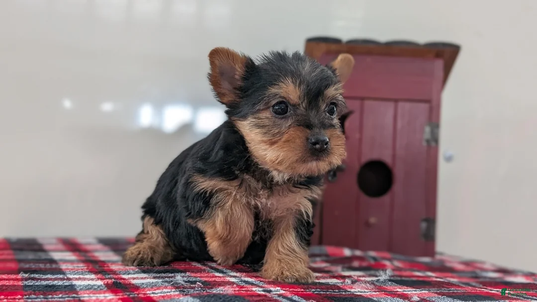 Yorkshire Terrier dogs for sale: Dahlia  - Ad 10