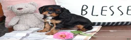 Cavalier King Charles Spaniel dogs for sale: Missy - Ad 3