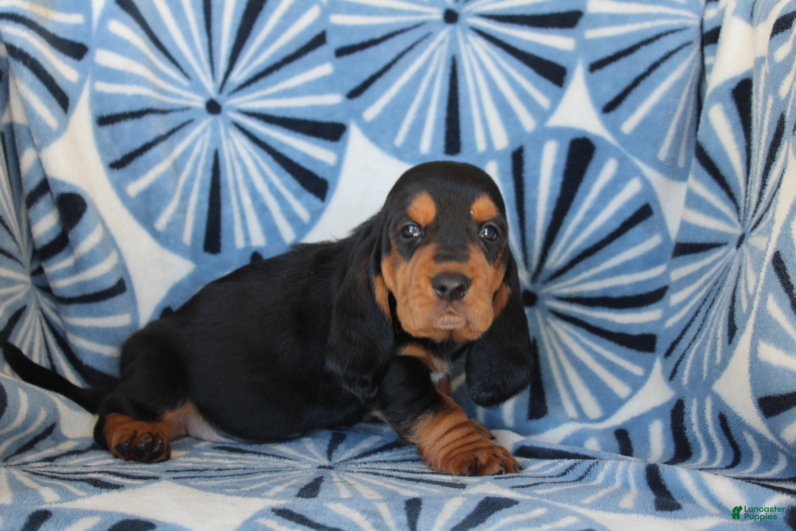 Basset Hound dogs Mr. Brown - Ad 1