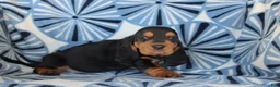 Basset Hound dogs for sale: Mr. Brown - Ad 1