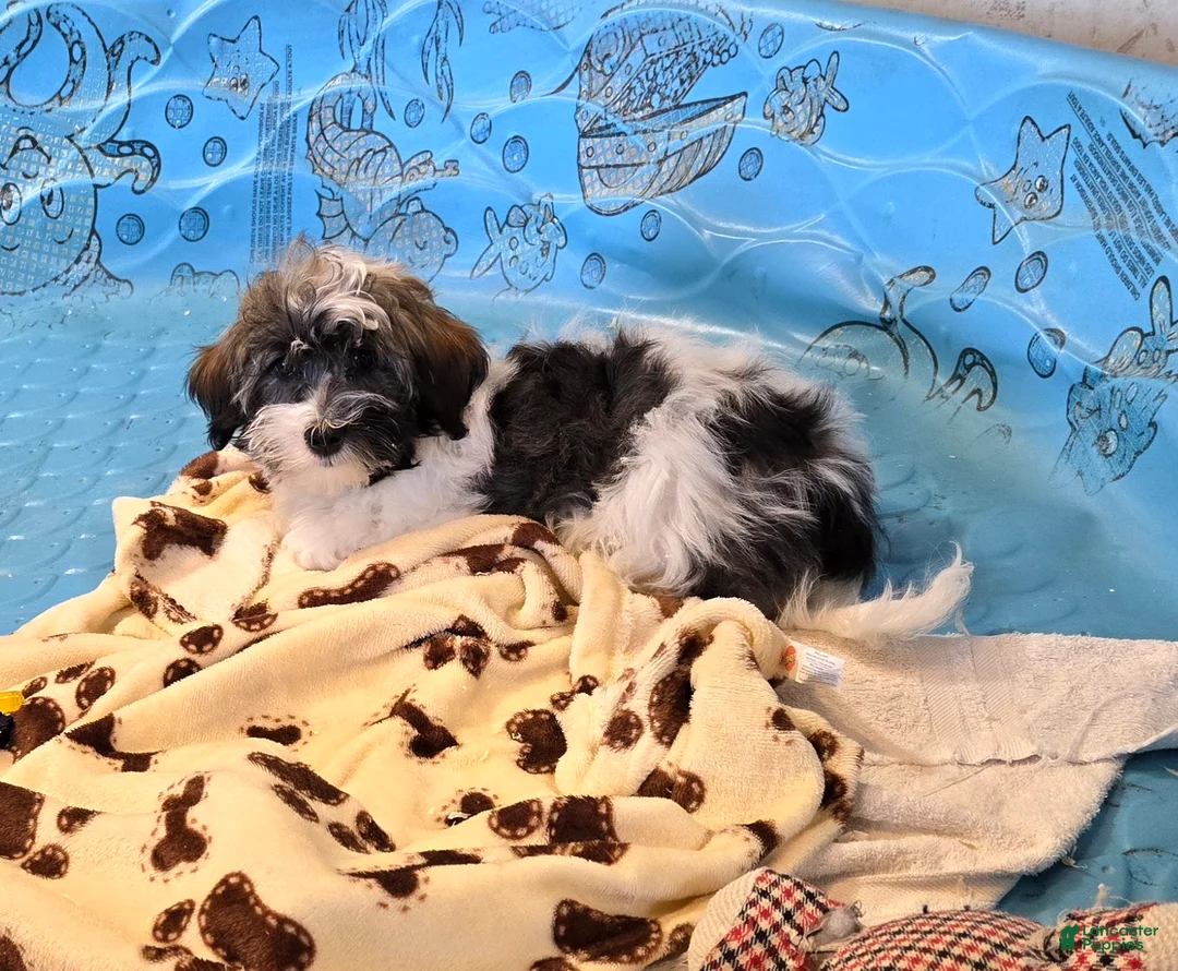 Havanese dogs for sale: Javon - Ad 6