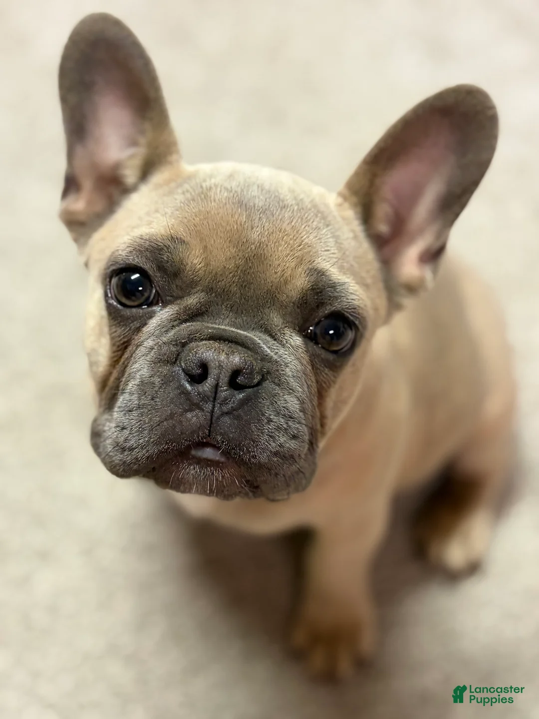 French Bulldog dogs for sale: French Bulldog Puppy 1 - Ad 1