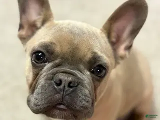 French Bulldog dogs for sale: French Bulldog Puppy 1 - Ad 1