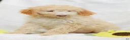 Mini Goldendoodle dogs for sale: Jeremy - Ad 5
