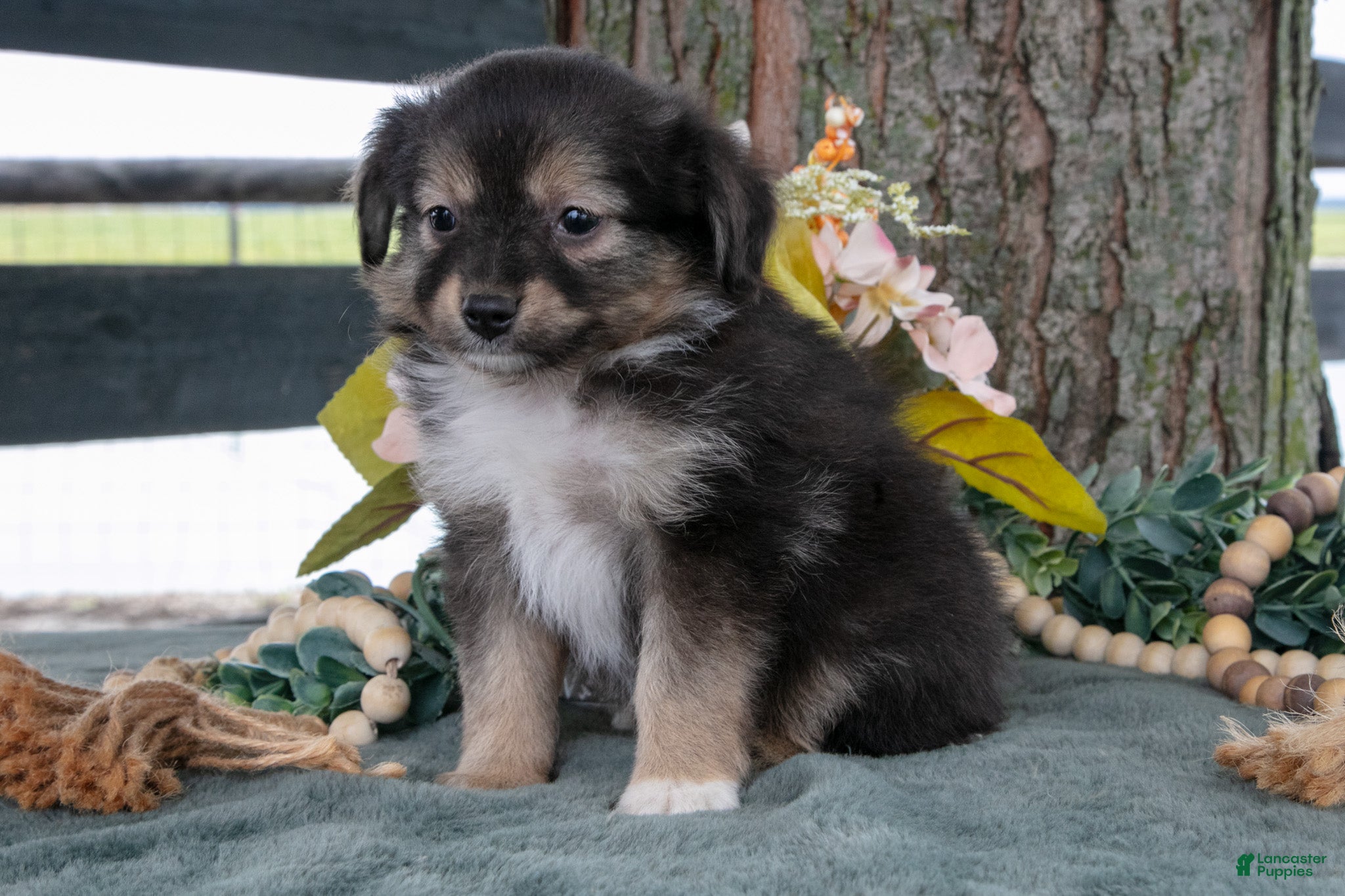 Toy Australian Shepherd dogs Winston - Ad 2