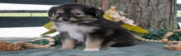 Toy Australian Shepherd dogs for sale: Winston - Ad 2