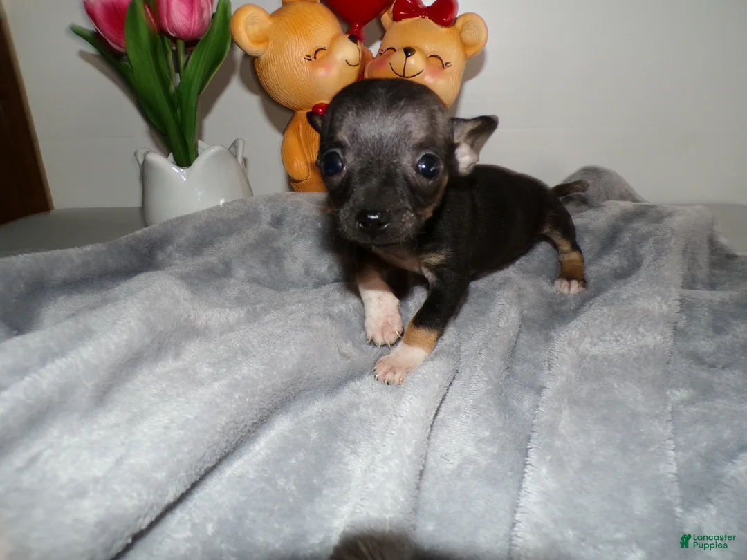 Chihuahua dogs for sale: Chihuahua Puppy 5 Lori - Ad 1