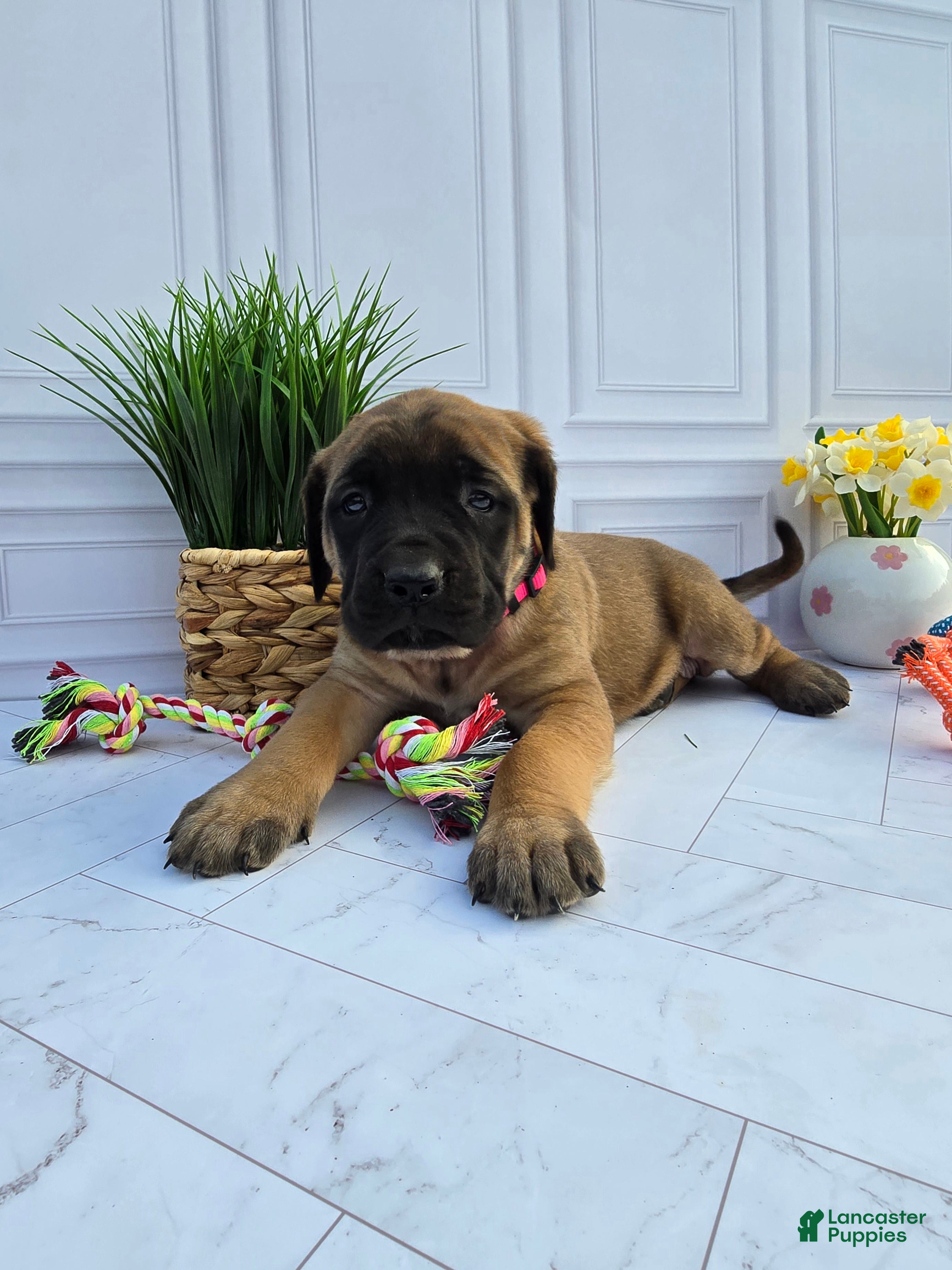 English Mastiff dogs English Mastiff Puppy 5 - Ad 2
