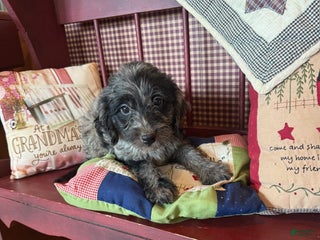 Miniature Labradoodle dogs - Ad 6