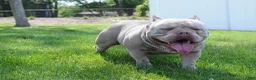 American Bully dogs for sale: American Bully Puppy 1 - Ad 15