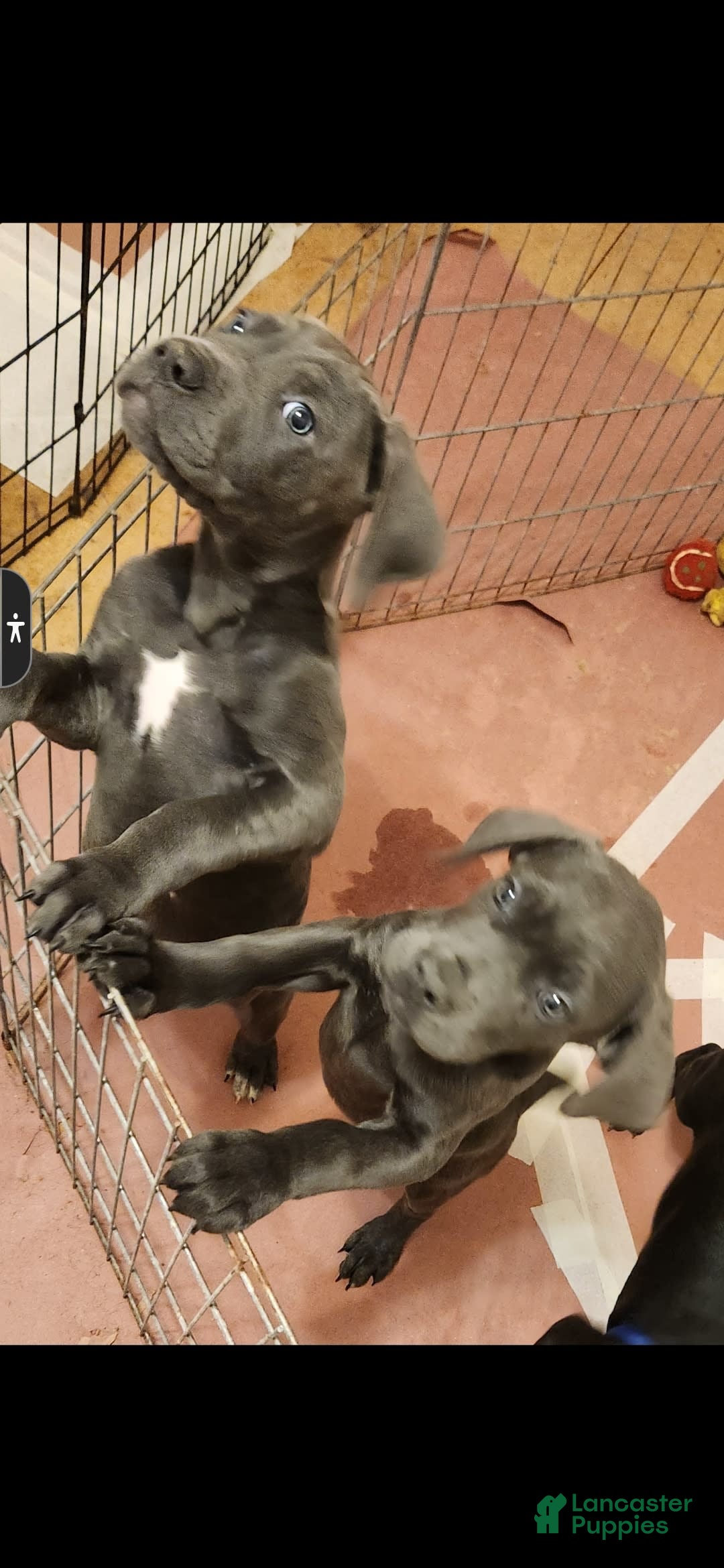 Gallery Image {{count}}