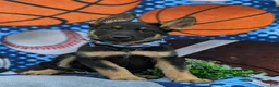 German Shepherd dogs for sale: Pearson - Ad 4