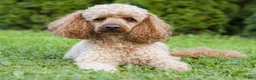 Shihpoo dogs for sale: Luna  - Ad 3