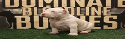 American Bully dogs for sale: American Bully (female) - Ad 3
