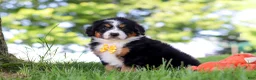 Mini Bernedoodle dogs for sale: Beetle Boy - Ad 4