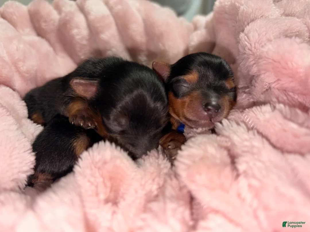 Yorkshire Terrier dogs for sale: Tiny Julio - Ad 6