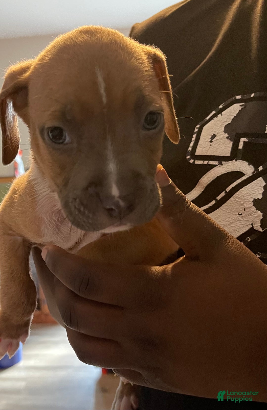 American Pit Bull Terrier dogs for sale: American Pit Bull Terrier Puppy 5 - Ad 1