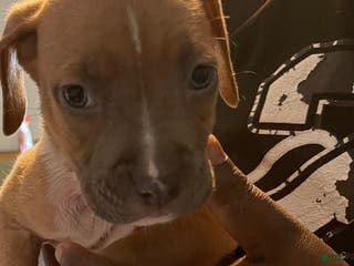 American Pit Bull Terrier dogs American Pit Bull Terrier Puppy 5 - Ad 14