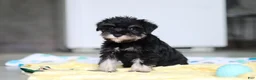 Miniature Schnauzer dogs for sale: Percy - Ad 16