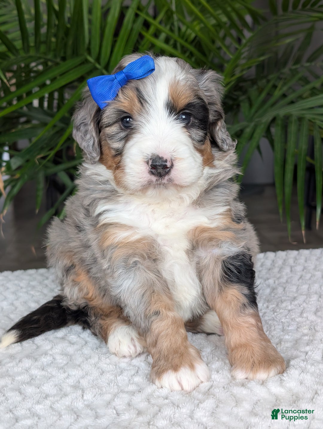 Mini Bernedoodle dogs for sale: Mini Louie  - Ad 4